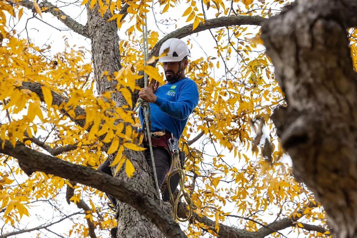 Skilled Dead Tree Removal crew working in Crandall
